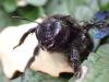 Xylocopa violacea
